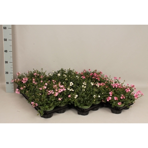 Diascia Divers