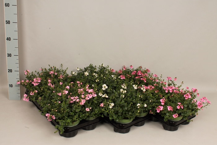 <h4>Diascia Divers</h4>