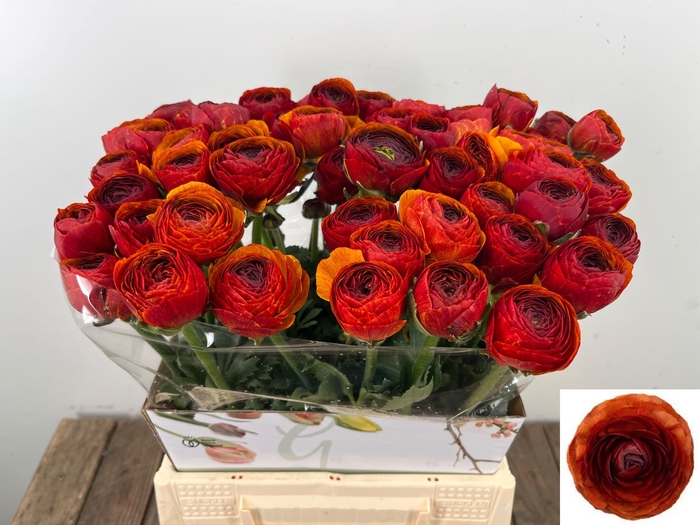 <h4>RANUNCULUS OV</h4>