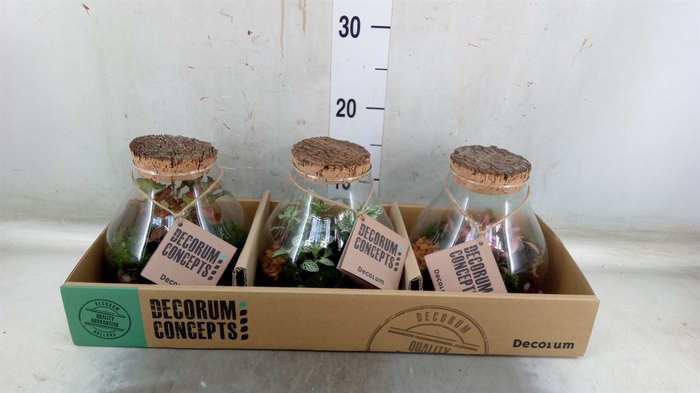 <h4>Arr.   Kamerplant Groen H%</h4>