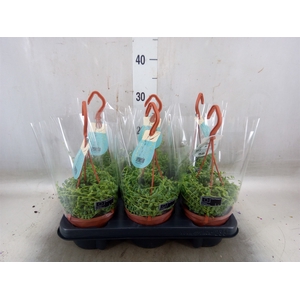 Senecio herreianus
