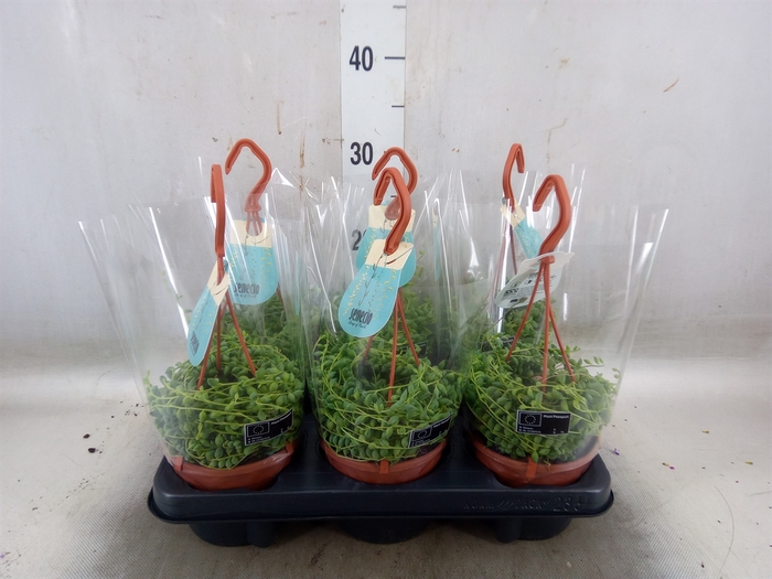 <h4>Senecio herreianus</h4>
