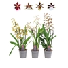 Orchideeen