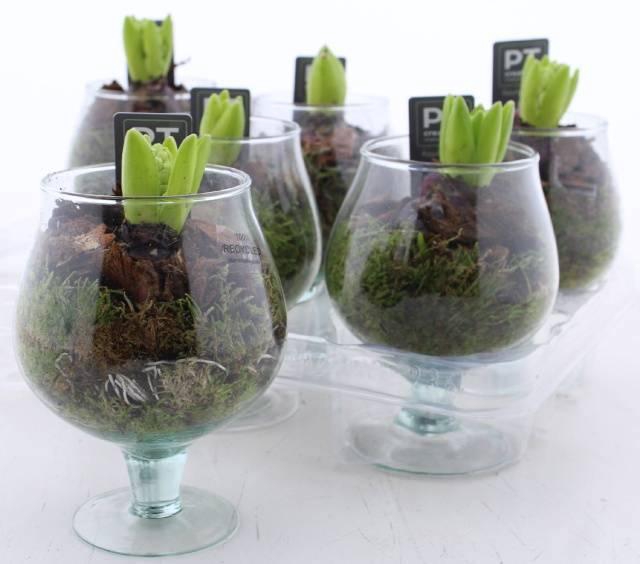 <h4>ARR HYACINTH</h4>