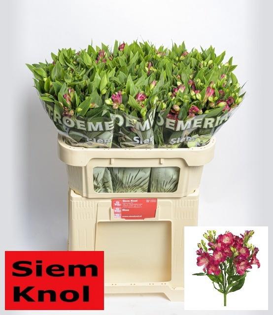 <h4>ALST FL NOA</h4>