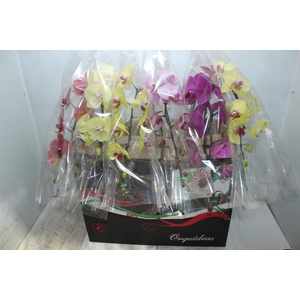 PHALAENOPSIS CASCATA P15 MIN 11 FLS