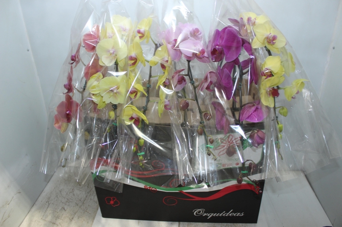 PHALAENOPSIS CASCATA P15 MIN 11 FLS