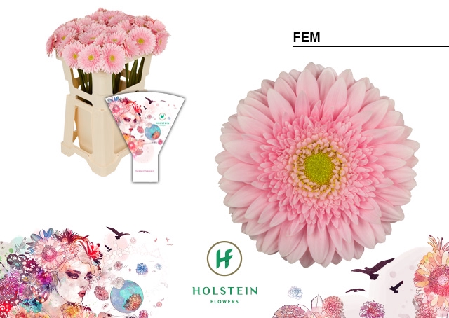 <h4>Gerbera Fem Water</h4>