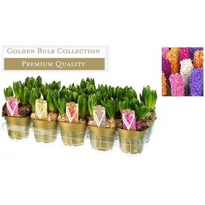 Hyacinthus orientalis gemengd