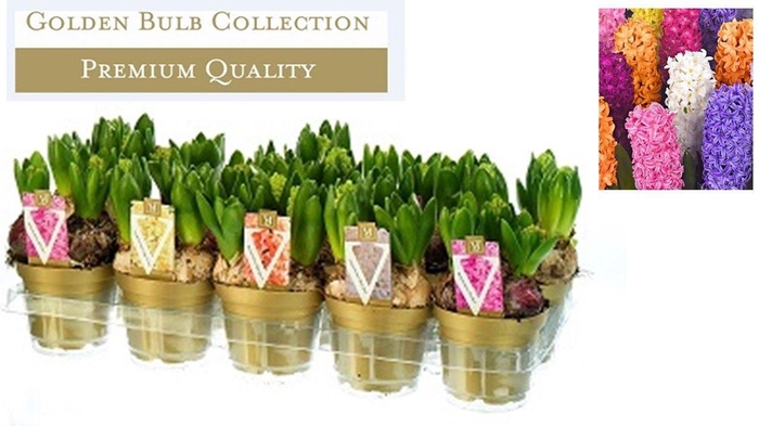 <h4>Hyacinthus orientalis gemengd</h4>