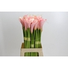 Zantedeschia Eydolls Salmon