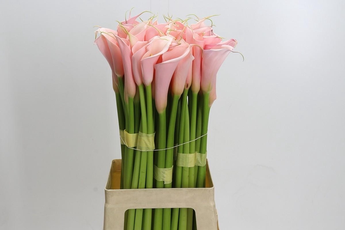<h4>Zantedeschia Eydolls Salmon</h4>