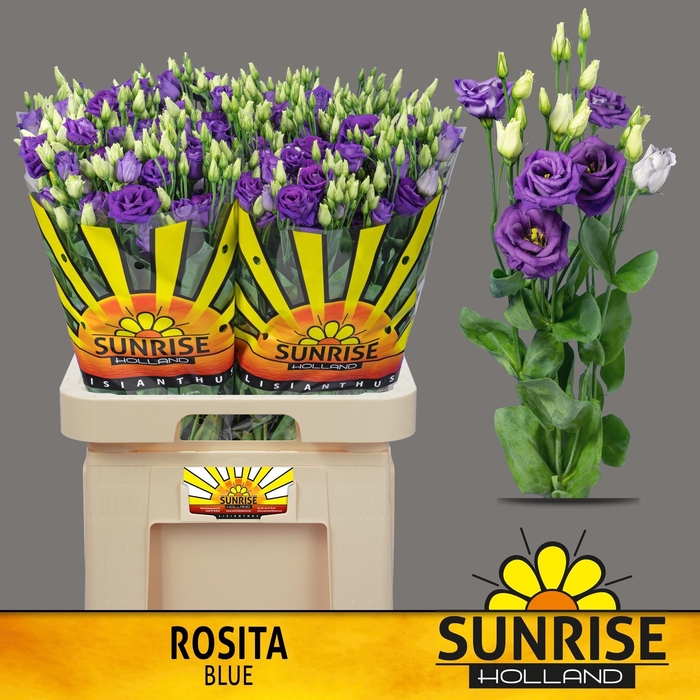 <h4>EUS G ROSI BLUE</h4>