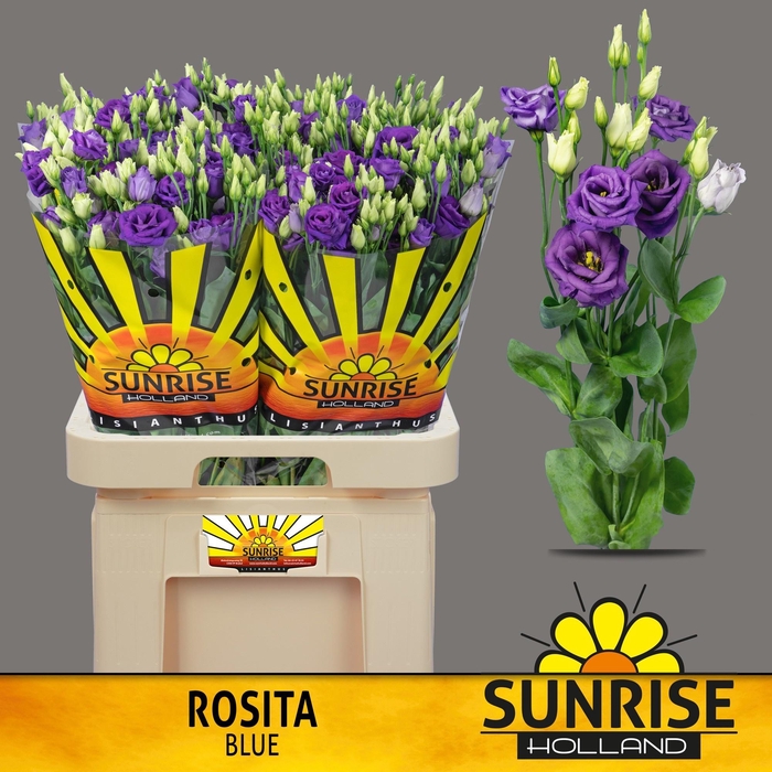 <h4>EUS G ROSI BLUE sunrise</h4>