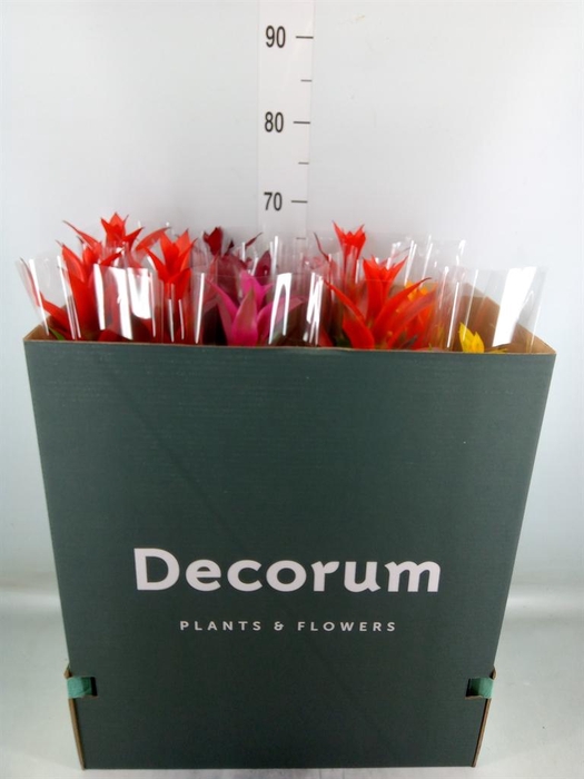 <h4>Guzmania   ...mix</h4>