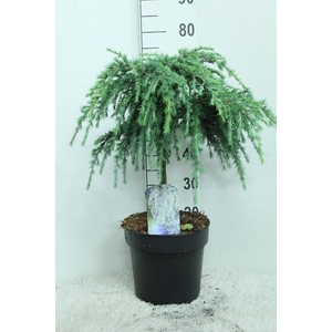 Cedrus deodara 'Feelin' Blue' op stam P29 potgedrukt