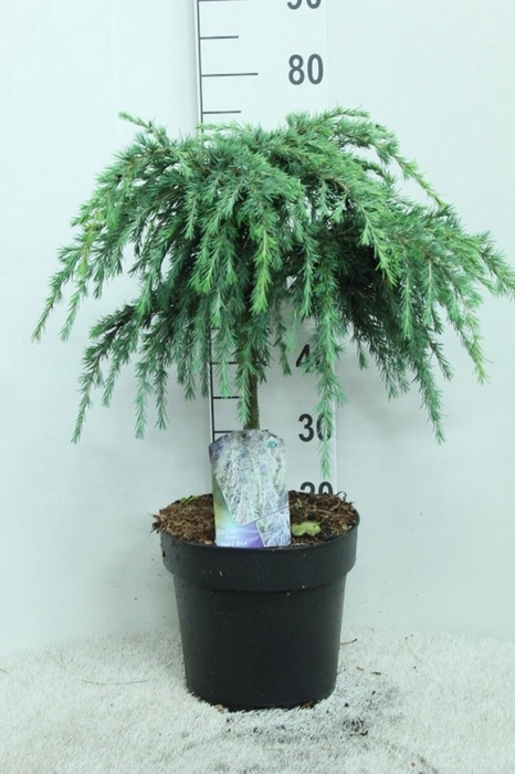 <h4>Cedrus deodara 'Feelin' Blue' op stam P29 potgedrukt</h4>