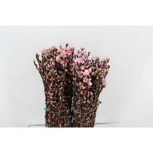 PERZIKBLOESEM PINK PER BUNCH 060CM