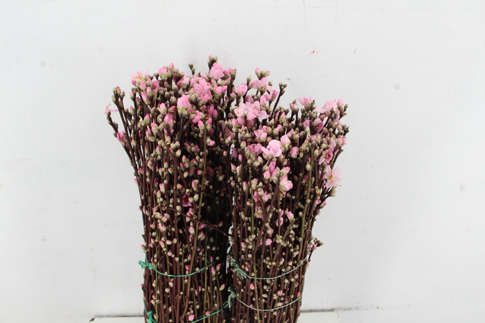 <h4>PERZIKBLOESEM PINK PER BUNCH 060CM</h4>