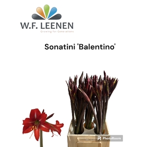 Sonatini Balentino 865