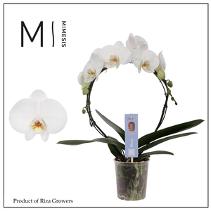 Phalaenopsis Moon White 16+ flowers - 9cm | Mimesis