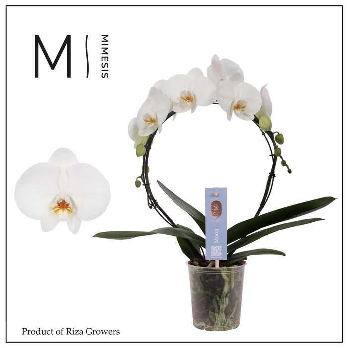 <h4>Phalaenopsis Moon White 16+ - 12cm | Mimesis</h4>
