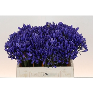 Agapanthus EYFORI Blue