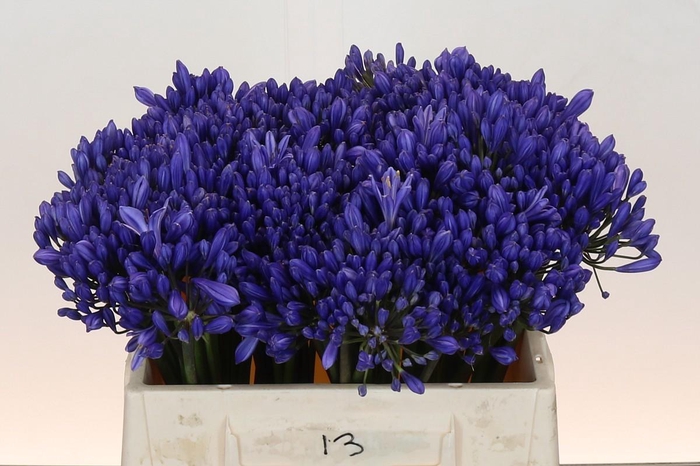 <h4>Agapanthus EYFORI Blue</h4>