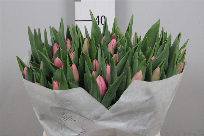 <h4>Tu En Tresor</h4>