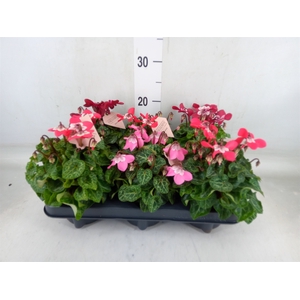 Cyclamen KL 'Djix'