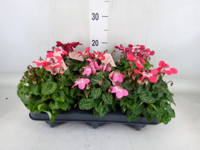 <h4>Cyclamen KL 'Djix'</h4>