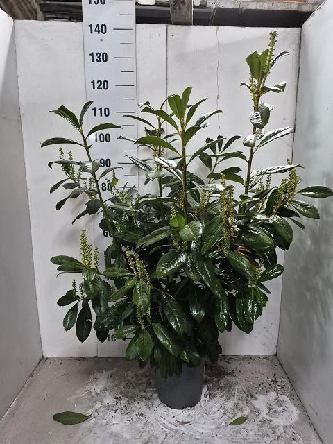 <h4>PRUN LA NOVITA</h4>