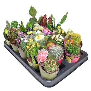 MIX CACTUS POT Ø 6,5 WITH POTCOVER - TRAY 20 PCS (CACTUS)