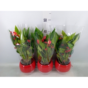 Anthurium andr. 'Mill Flowers Red'