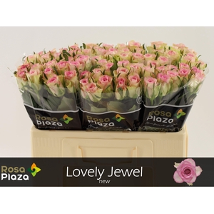 R GR LOVELY JEWEL