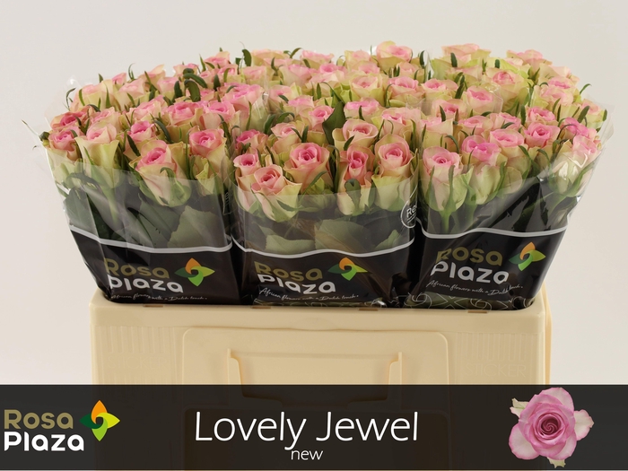 <h4>R GR LOVELY JEWEL</h4>