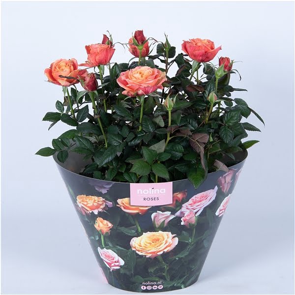 <h4>Nolina Roses Excellent Bowl Ø 23 Orange</h4>