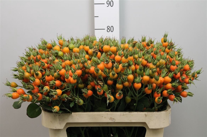 <h4>Rosa Pumpkin</h4>