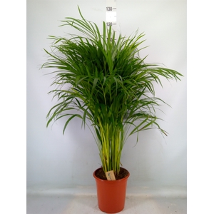 Dypsis lutescens   ...Chrysalidoca
