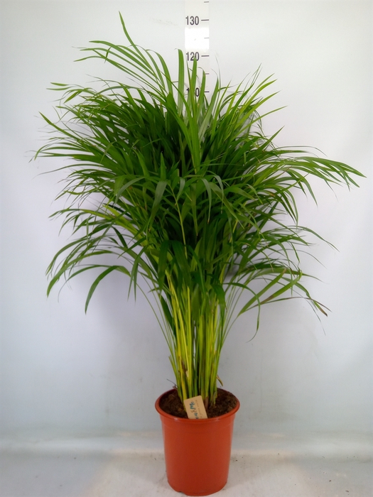 <h4>Dypsis lutescens   ...Chrysalidoca</h4>