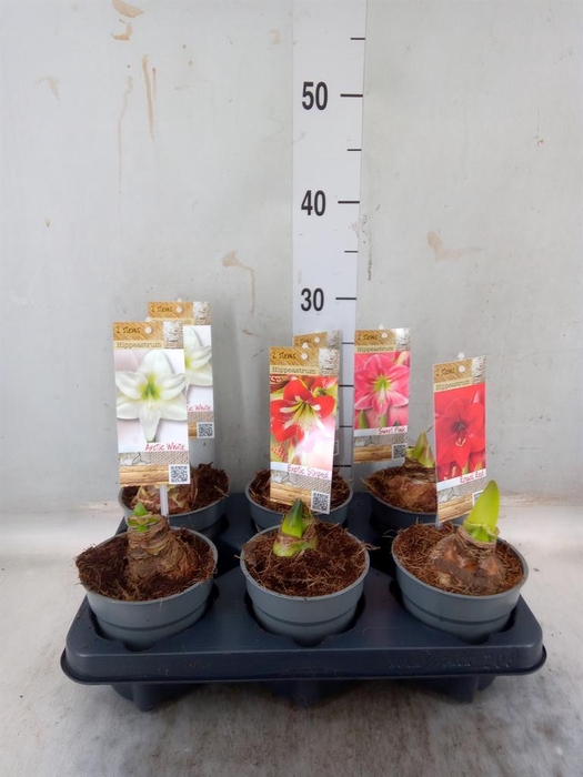 <h4>Hippeastrum   ...</h4>