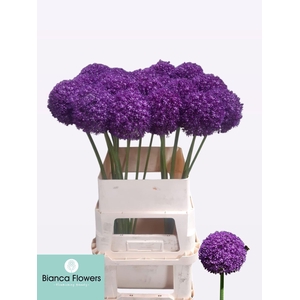 ALLIUM AMBASSADOR