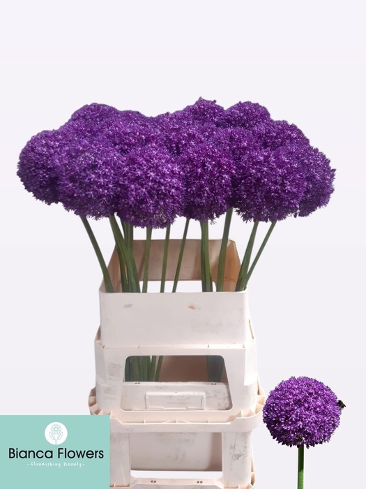 <h4>ALLIUM AMBASSADOR</h4>