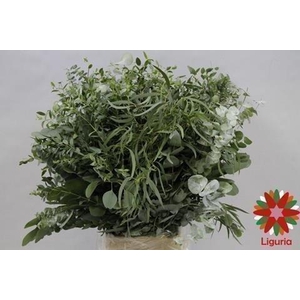 Leaf eucalyptus mix per bunch