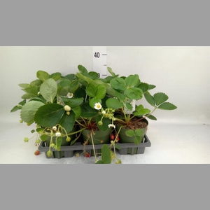 Fragaria   ...
