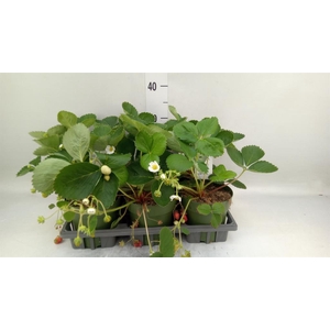 Fragaria   ...