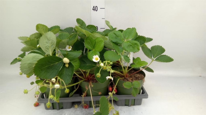 <h4>Fragaria   ...</h4>