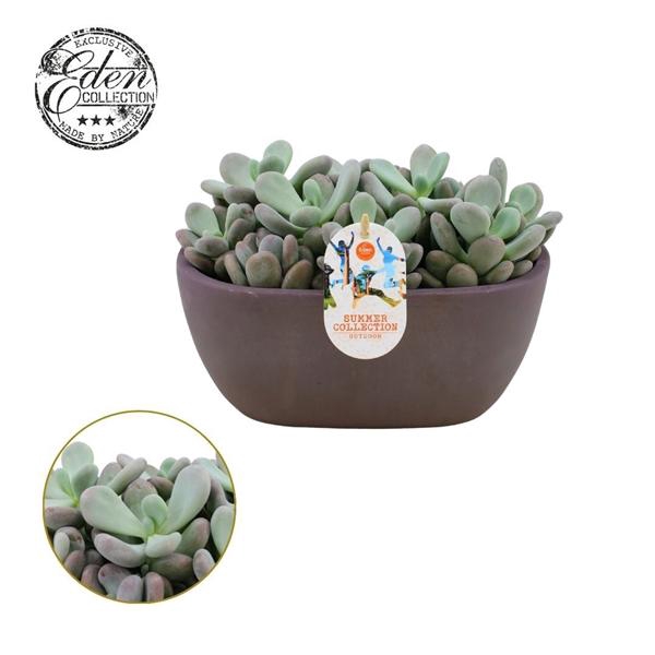 <h4>Echeveria Bubbles 25cm Summer Collection</h4>