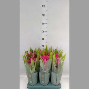 Guzmania  'Deseo Pink'