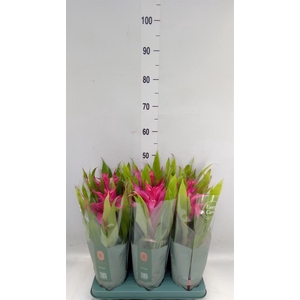 Guzmania  'Deseo Pink'